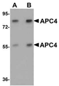 APC4 Antibody