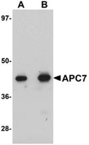 APC7 Antibody