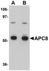 APC8 Antibody