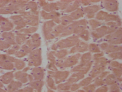 APCDD1 Antibody