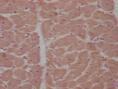 APCDD1 antibody