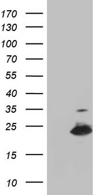 APE1 Antibody