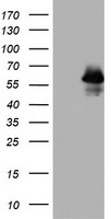 APE1 (APEX1) antibody