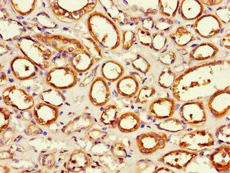 APEH Antibody