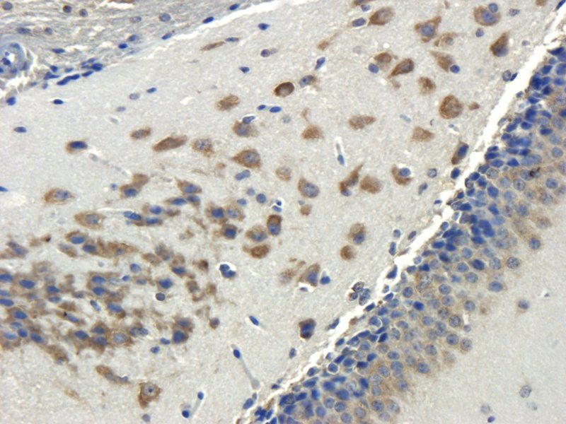 Apelin Rabbit Polyclonal Antibody