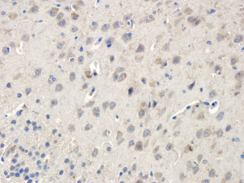 Apelin antibody