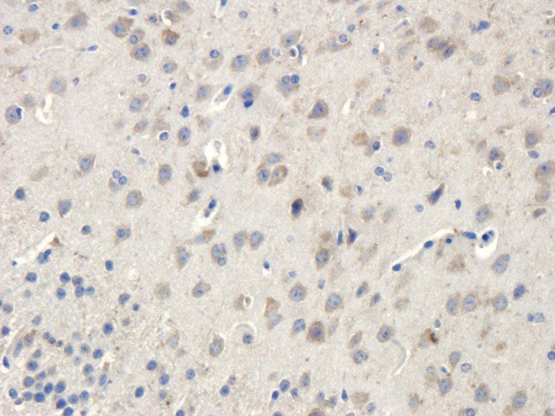 Apelin antibody