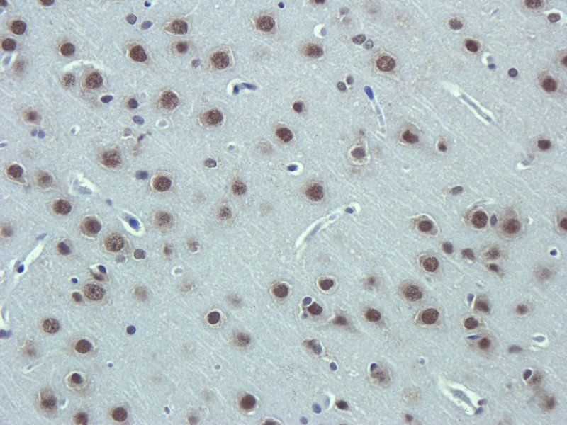 Apelin antibody