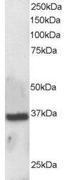 Goat anti-APE1 / APEX1 Antibody