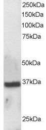 APEX1 antibody