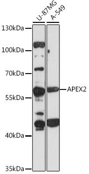 APEX2 antibody