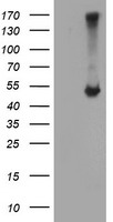 Apg3 Antibody