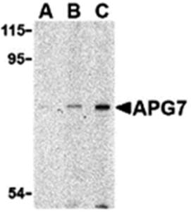 APG7 Antibody
