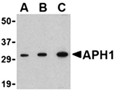 APH1 Antibody