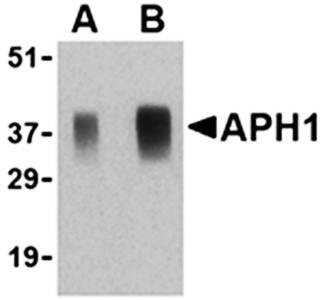 APH1 Antibody