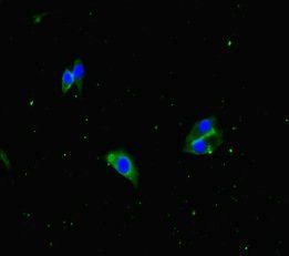 APH1A Antibody
