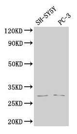 APH1B antibody