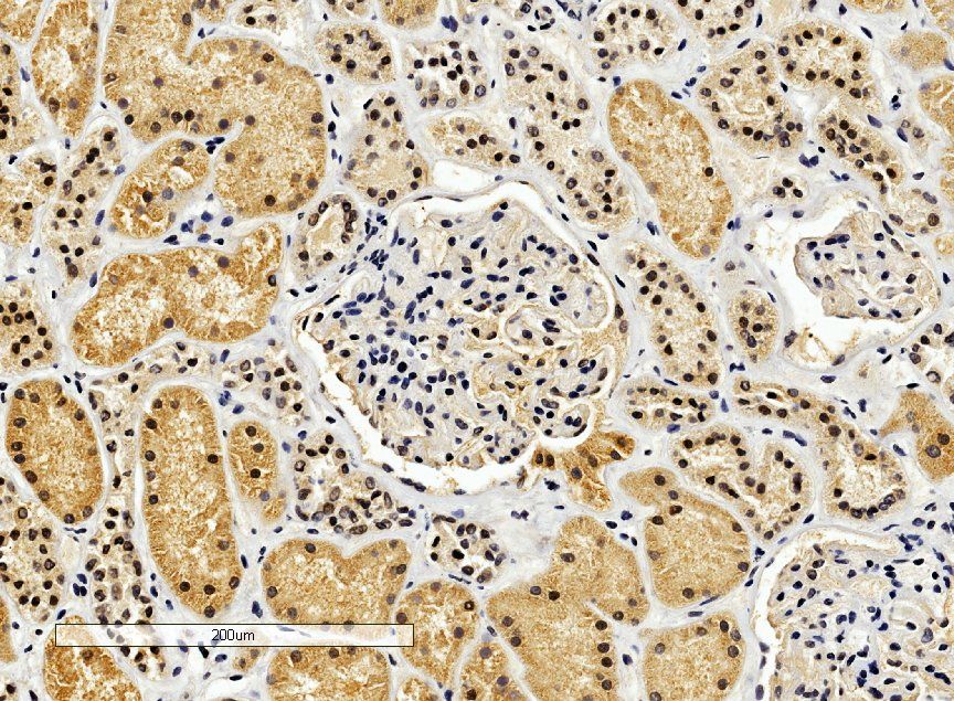 Goat anti-ENOX2 / APK1 Antibody