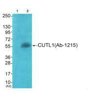 APLF (Ab-116) antibody