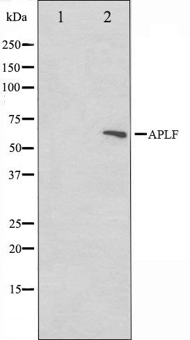 APLF antibody