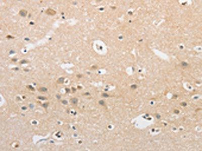 APLF Antibody