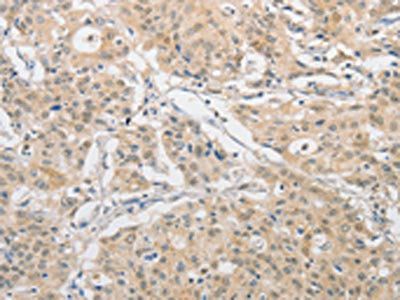 APLF Antibody