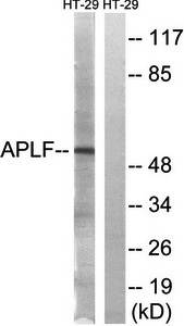 APLF antibody