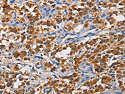 APLNR Antibody