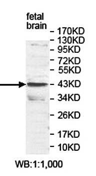 APLNR antibody