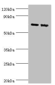 APLP1 antibody