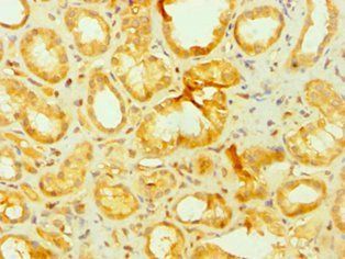 APLP2 Antibody