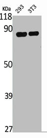 APLP2 antibody