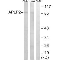 APLP2 antibody