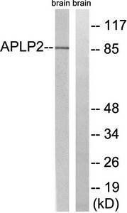 APLP2 (Ab-755) Antibody