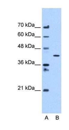 APMAP antibody