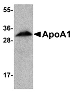 ApoA1 Antibody