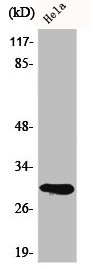 APOA1BP antibody