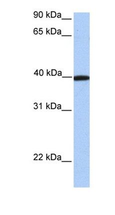 APOA4 antibody