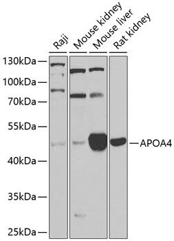 APOA4 antibody