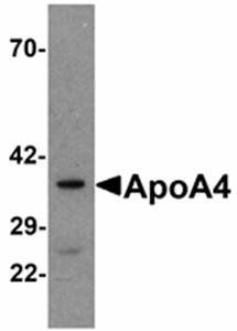 ApoA4 Antibody