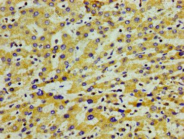 APOA5 Antibody