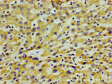 APOA5 antibody