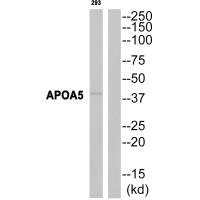 APOA5 Antibody