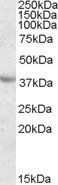 Goat anti-APOA5 Antibody