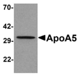 ApoA5 Antibody