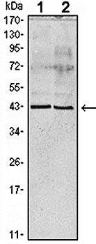 Apoa5 (ab) Antibody