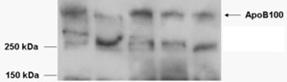 Goat anti-APOB Antibody