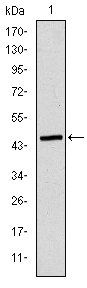 ApoB Antibody