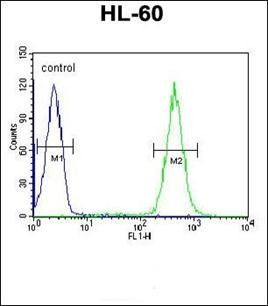 APOBEC2 antibody