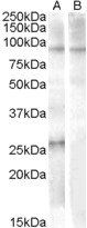 Goat anti-APOBEC2 (aa12 - 26) Antibody
